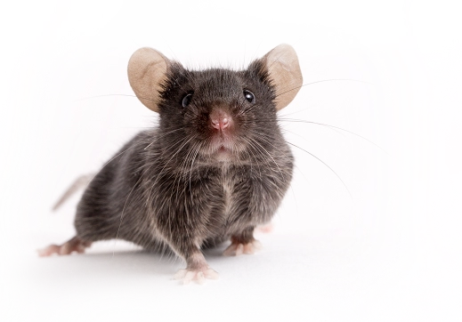 JAX动物健康计划