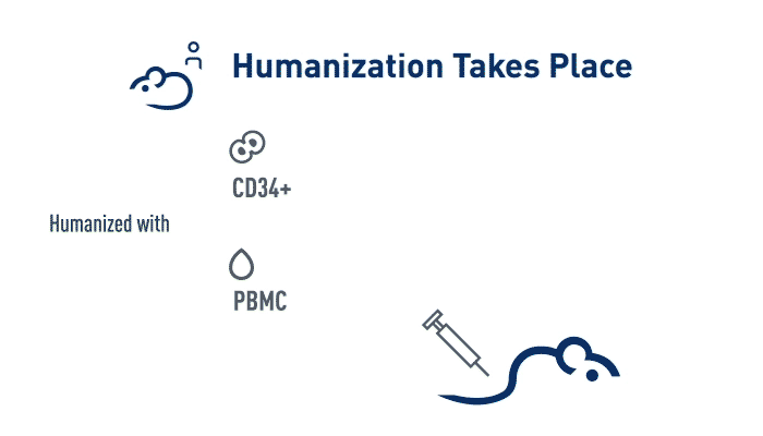 引入人 CD34+ 或 PBMC 细胞